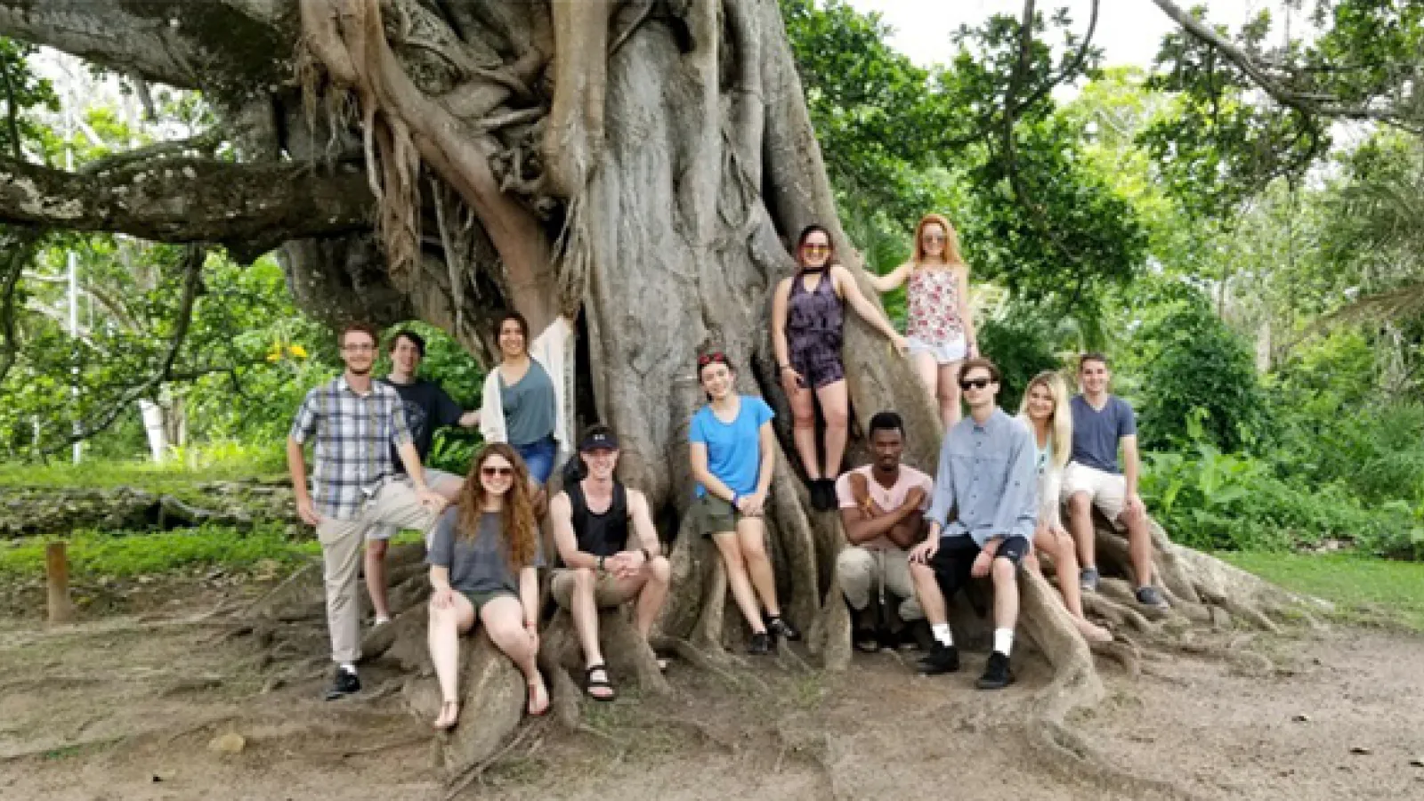 Under a Brazilian tree