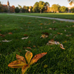 Buckeye leaf on the Oval Buckeye leaf on the Oval