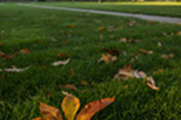 Buckeye leaf on the Oval Buckeye leaf on the Oval